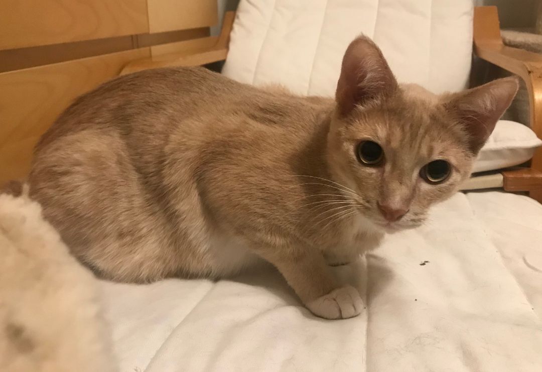 Dime, Adoptable, Young Male American Shorthair.