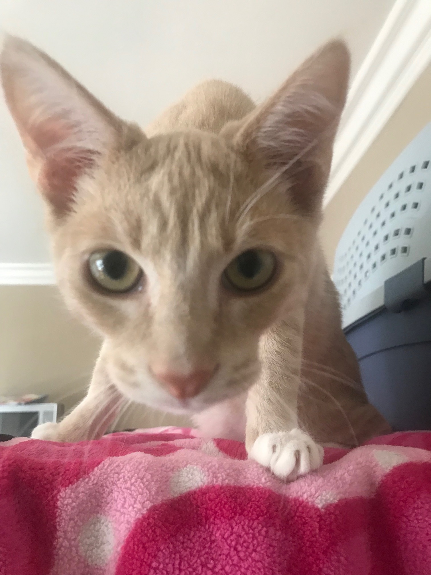 Dime, a Adoptable American Shorthair in North Hollywood, CA image 2/5