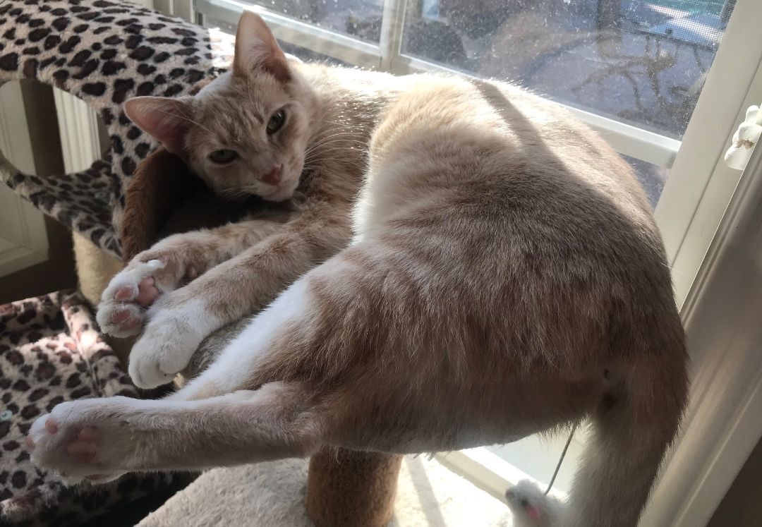 Dime, a Adoptable American Shorthair in North Hollywood, CA image 3/5