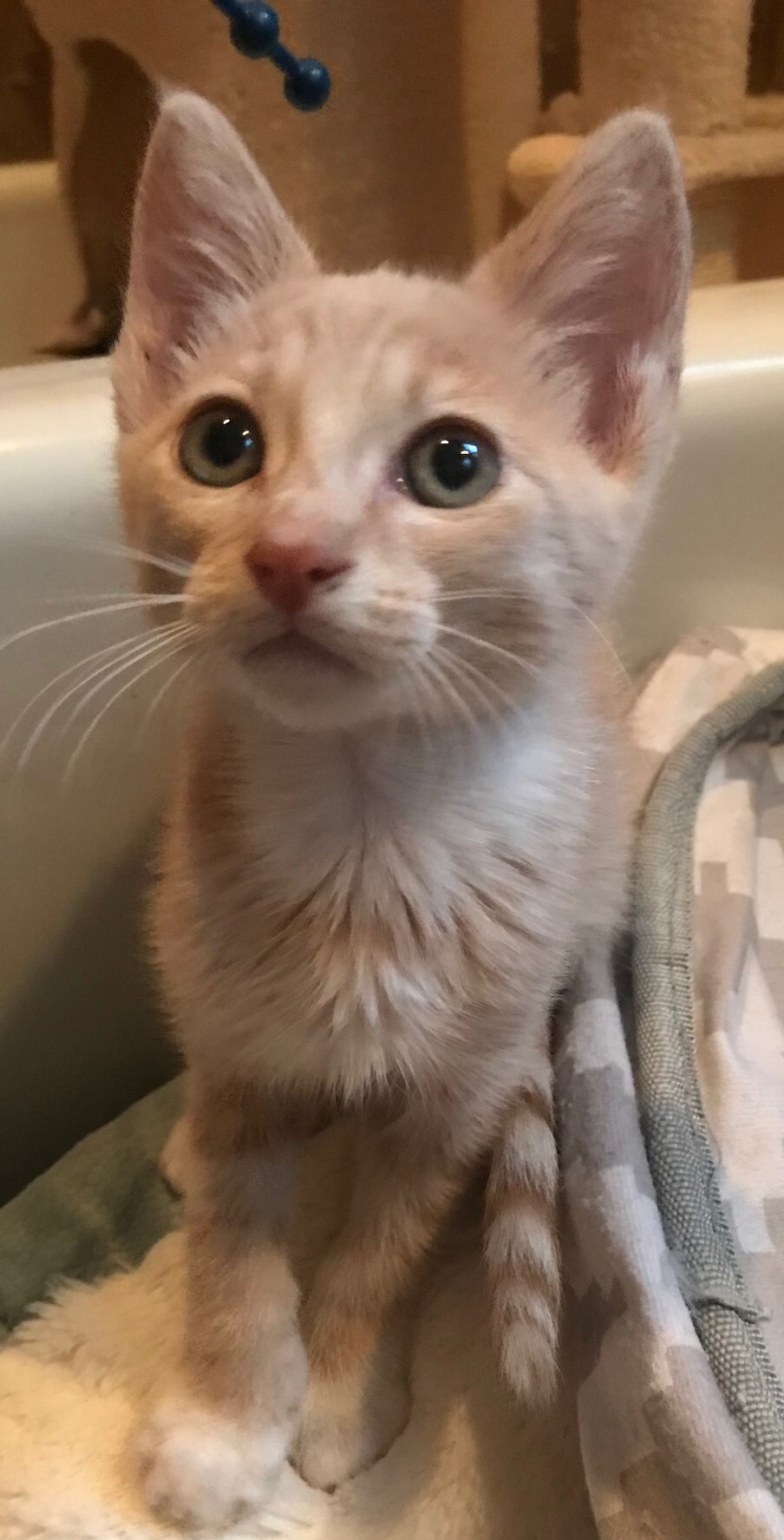 Dime, a Adoptable American Shorthair in North Hollywood, CA image 4/5