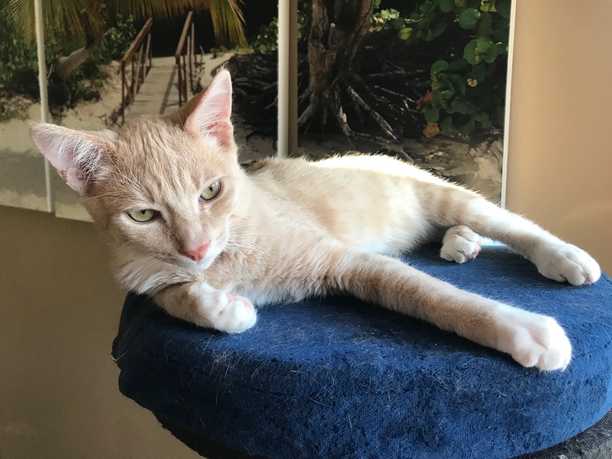 Dime, a Adoptable American Shorthair in North Hollywood, CA image 5/5