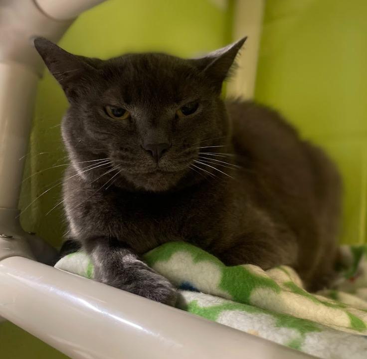 Natasha, Adoptable, Senior Female Domestic Short Hair.