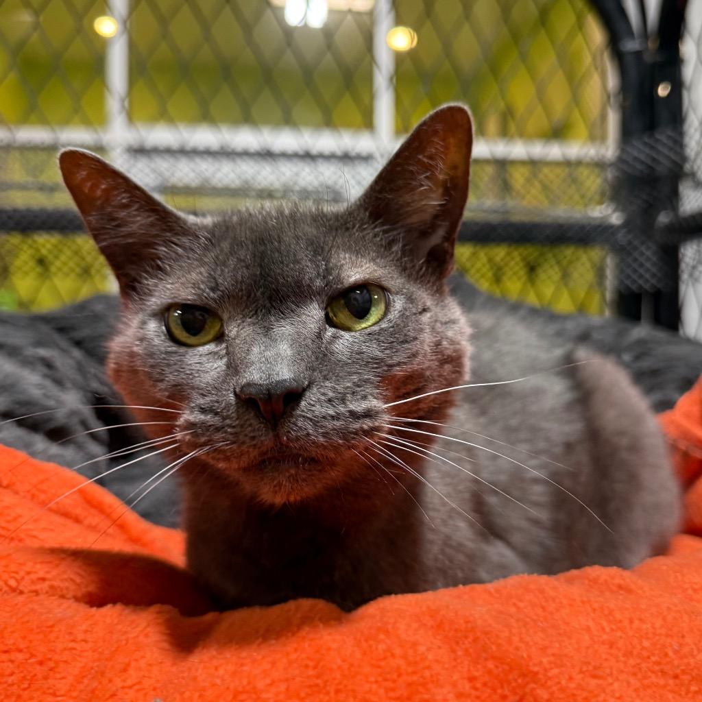 Natasha, Adoptable, Senior Female Domestic Short Hair.