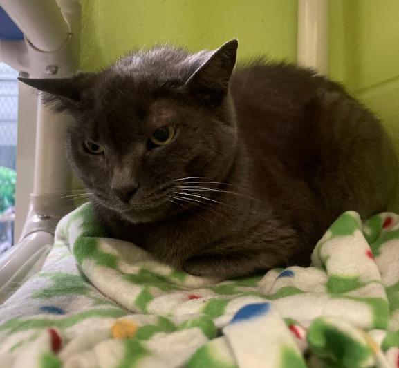 Enlarge Natasha, a Adoptable mixed breed in South Bend, IN image 2/5
