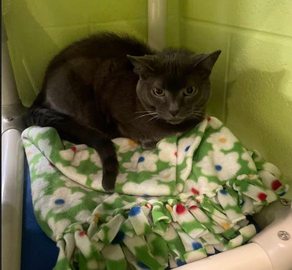 Enlarge Natasha, a Adoptable mixed breed in South Bend, IN image 3/5