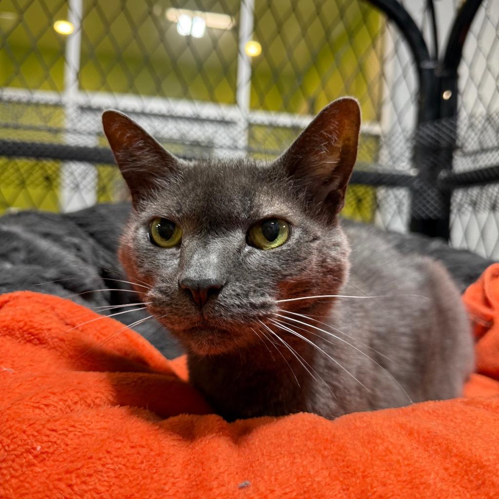 Enlarge Natasha, a Adoptable mixed breed in South Bend, IN image 3/6