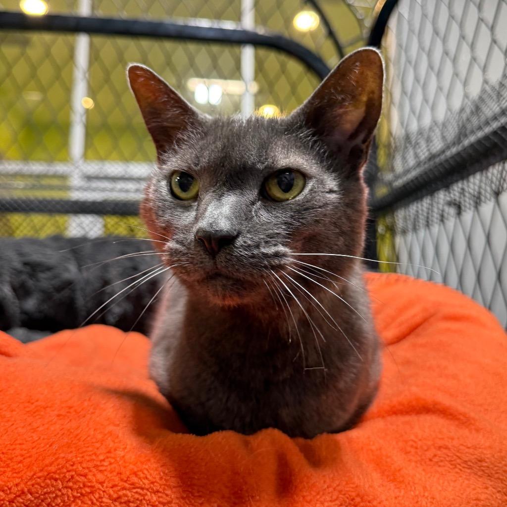 Enlarge Natasha, a Adoptable mixed breed in South Bend, IN image 4/6