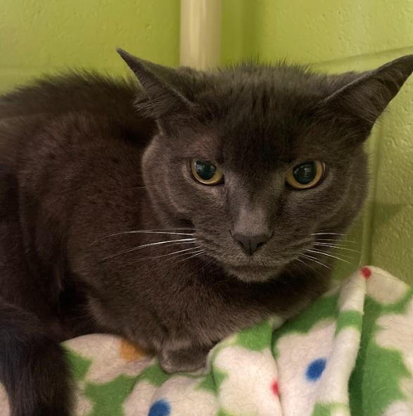 Enlarge Natasha, a Adoptable mixed breed in South Bend, IN image 4/5