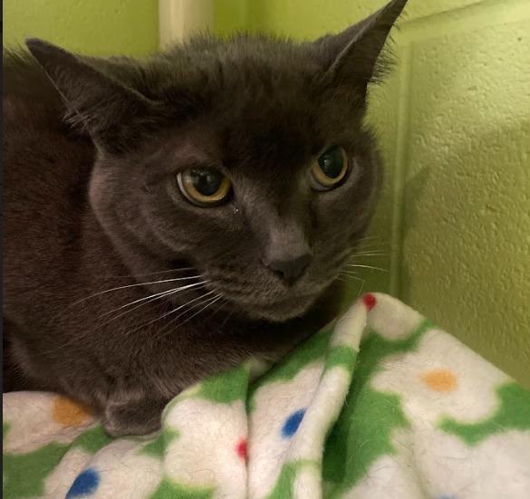 Enlarge Natasha, a Adoptable mixed breed in South Bend, IN image 5/5