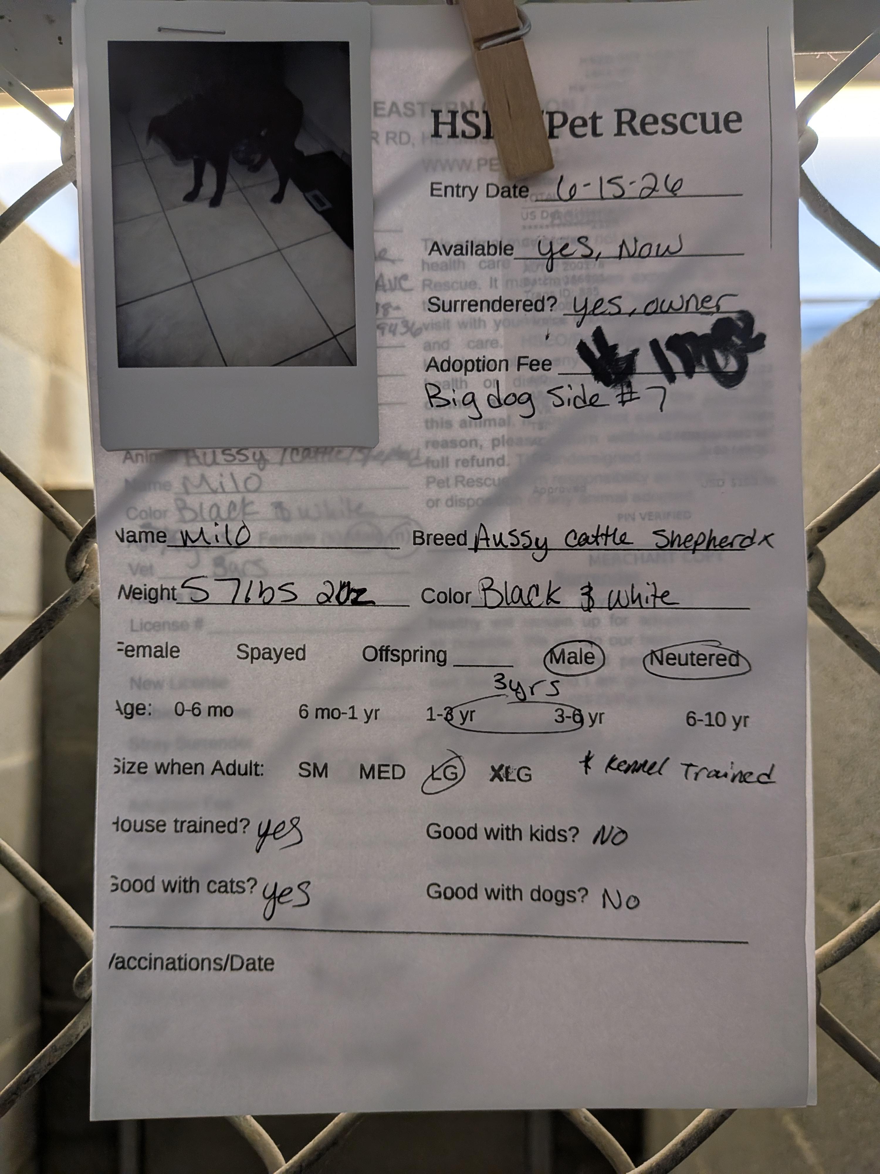 Enlarge Milo, a ADOPTABLE mixed breed in Hermiston, OR image 2/3