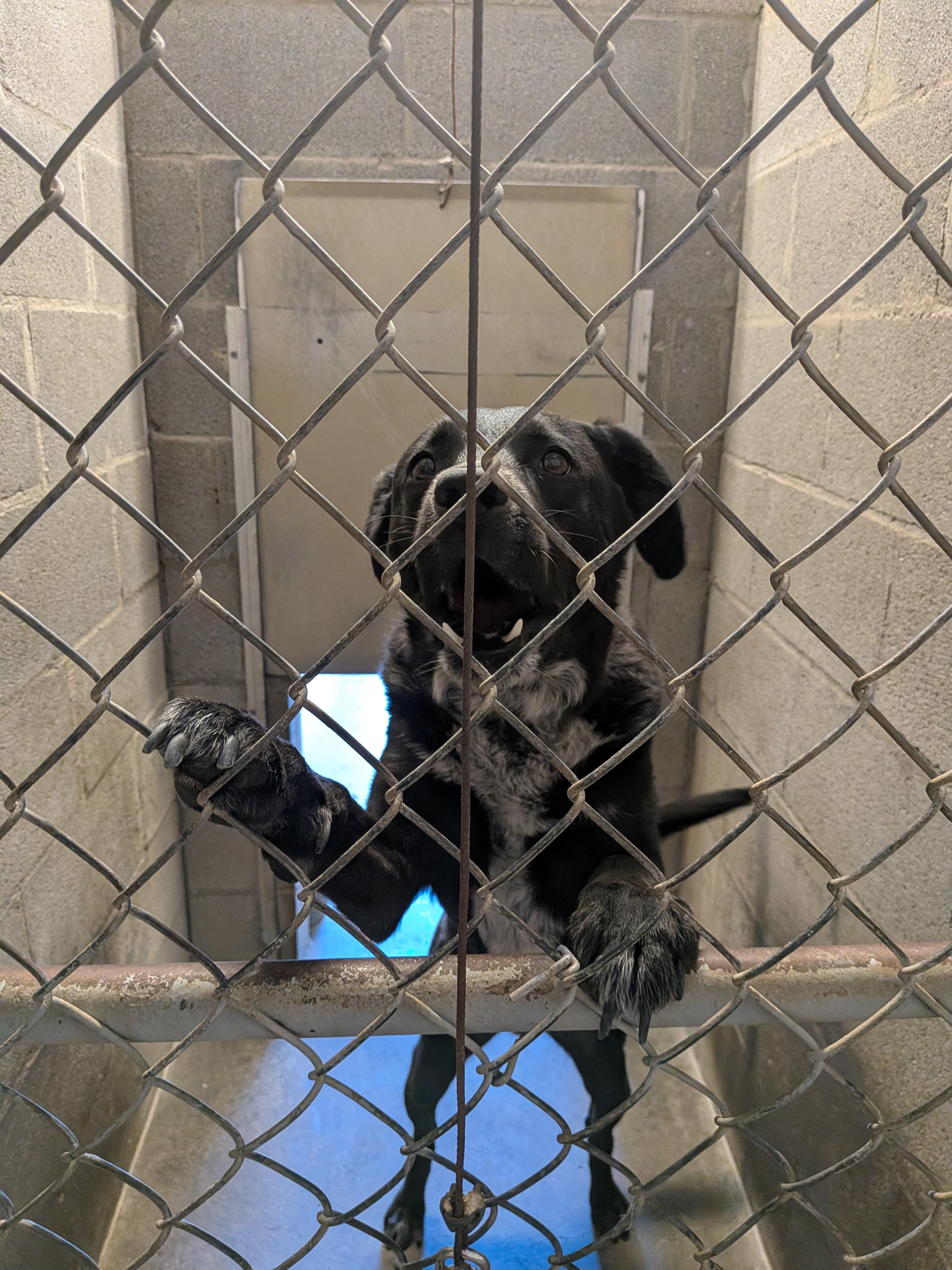 Milo, ADOPTABLE, Adult Male Shepherd & Australian Cattle Dog / Blue Heeler.
