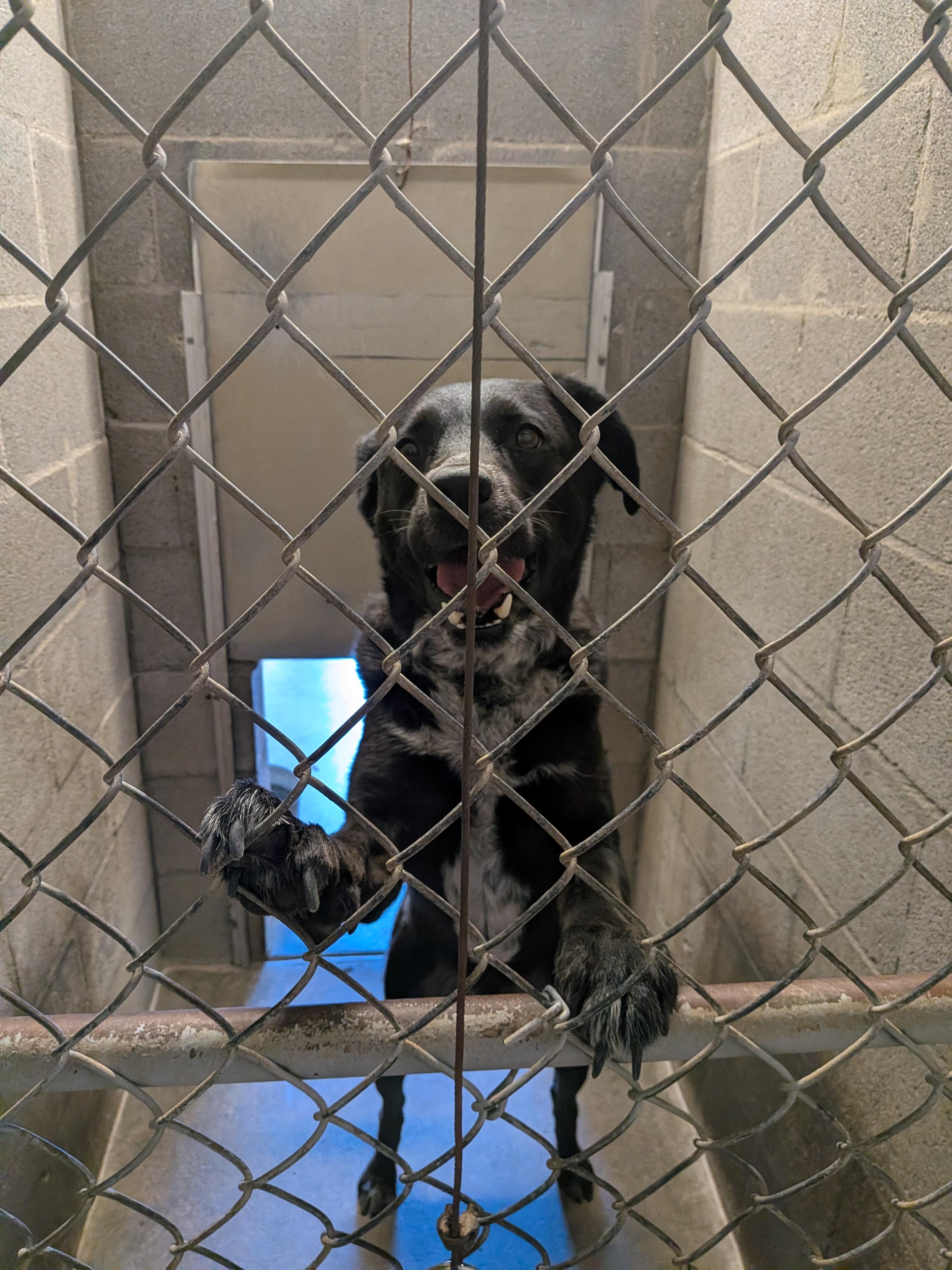 Enlarge Milo, a ADOPTABLE mixed breed in Hermiston, OR image 3/3