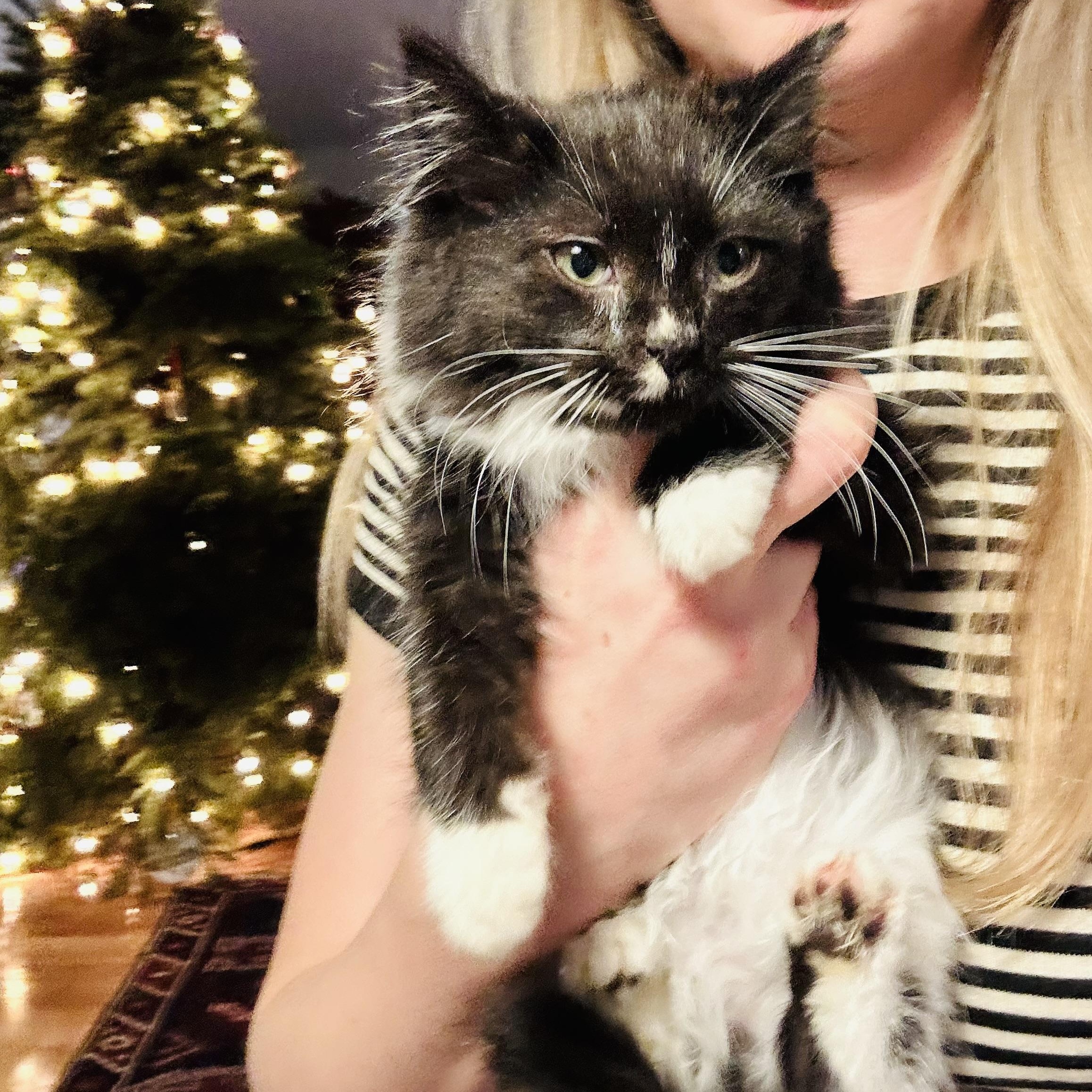 Enlarge Beppe-ab, a Adoptable Domestic Long Hair in Burlington, WA image 1/2