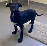 Remmie, ADOPTABLE, Young Female Shepherd.