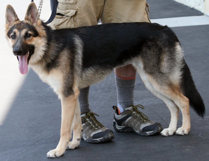 Percy, a Adoptable mixed breed in Mojave, CA image 1/6