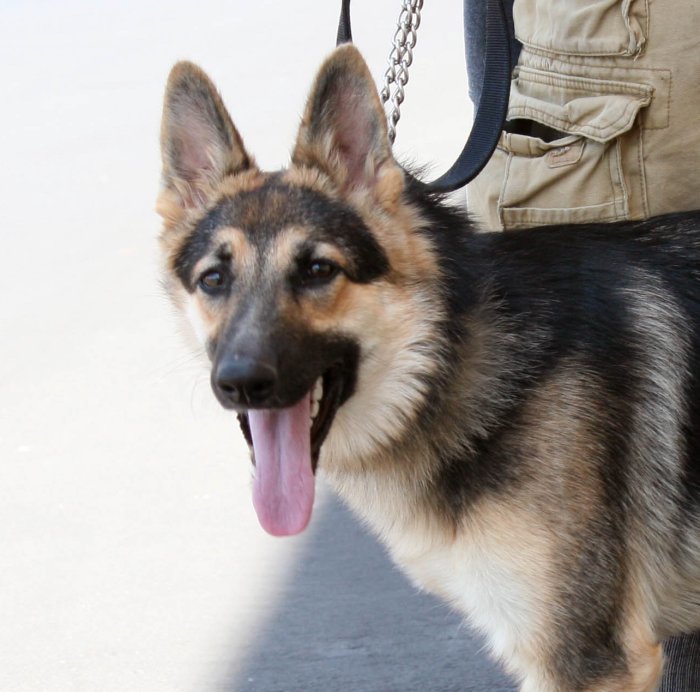 Percy, a Adoptable mixed breed in Mojave, CA image 2/6