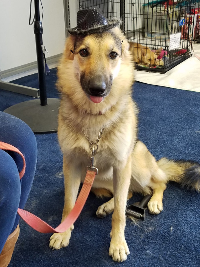 Percy, a Adoptable mixed breed in Mojave, CA image 3/6