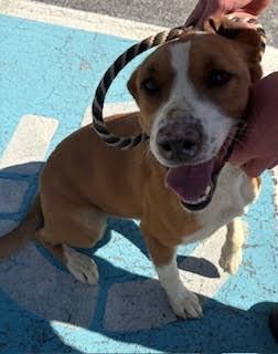 Enlarge Beowoof, a Adoptable mixed breed in Maryville, TN image 1/6