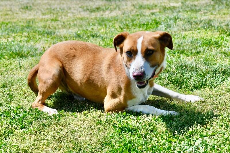 Enlarge Beowoof, a Adoptable mixed breed in Maryville, TN image 3/6