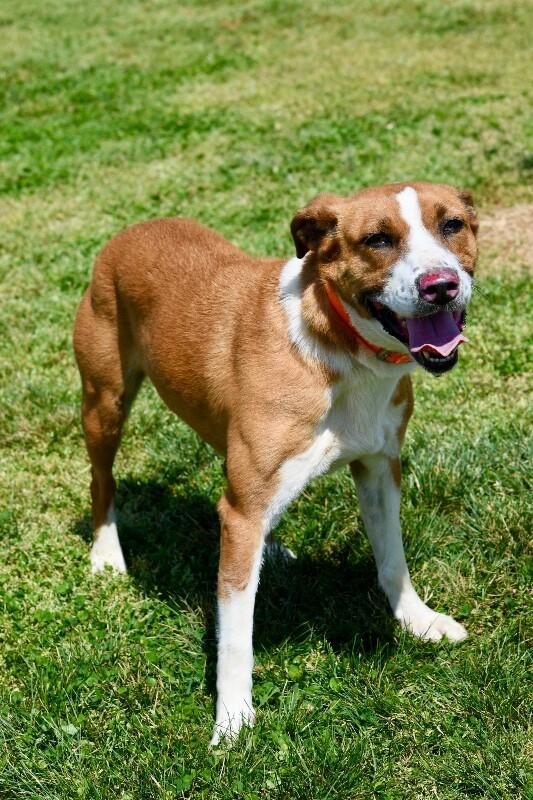 Enlarge Beowoof, a Adoptable mixed breed in Maryville, TN image 4/6