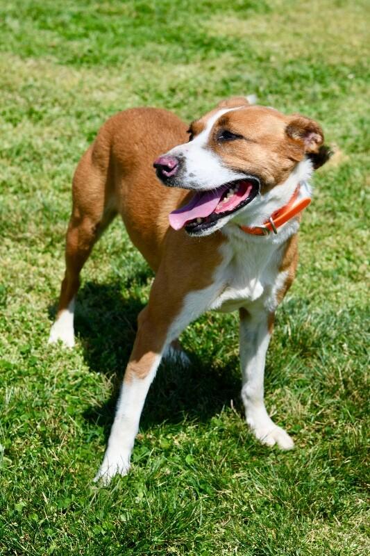 Enlarge Beowoof, a Adoptable mixed breed in Maryville, TN image 5/6