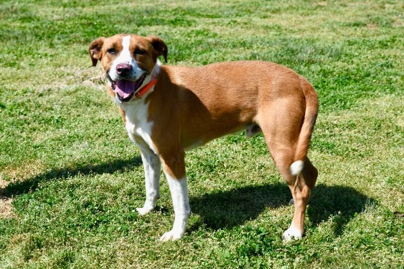 Enlarge Beowoof, a Adoptable mixed breed in Maryville, TN image 6/6