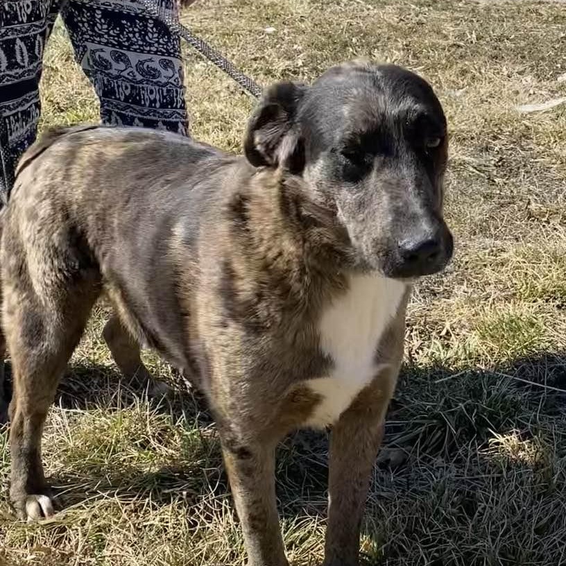 Enlarge Spruce, a Adoptable mixed breed in O Fallon , MO image 3/6