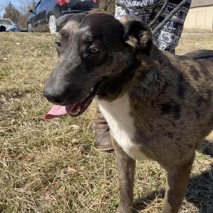 Enlarge Spruce, a Adoptable mixed breed in O Fallon , MO image 6/6