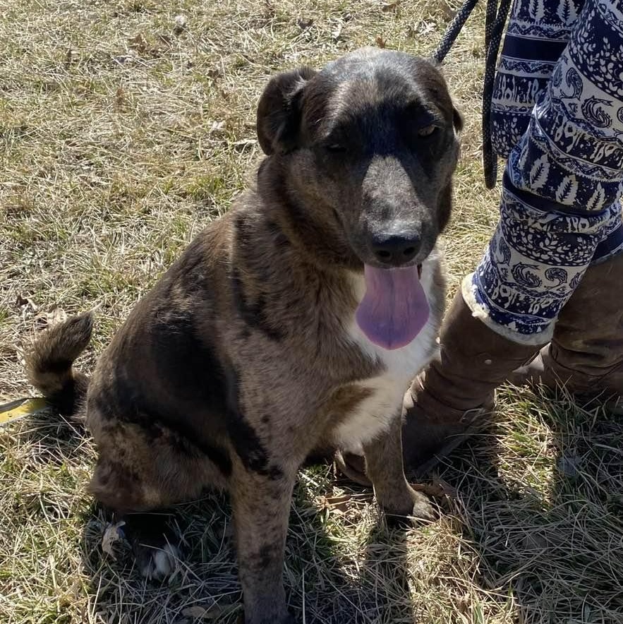 Enlarge Spruce, a Adoptable mixed breed in O Fallon , MO image 4/6