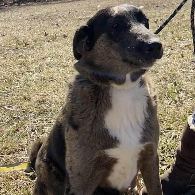 Spruce, Adoptable, Adult Male Labrador Retriever.