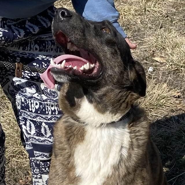 Enlarge Spruce, a Adoptable mixed breed in O Fallon , MO image 5/6