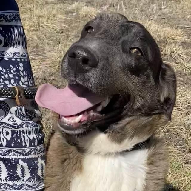 Enlarge Spruce, a Adoptable mixed breed in O Fallon , MO image 2/6