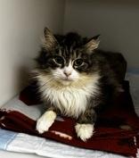 Enlarge Gracie, an adopted mixed breed in Portsmouth, OH image 2/2