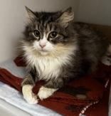 Gracie, adopted, Adult Female Domestic Long Hair.