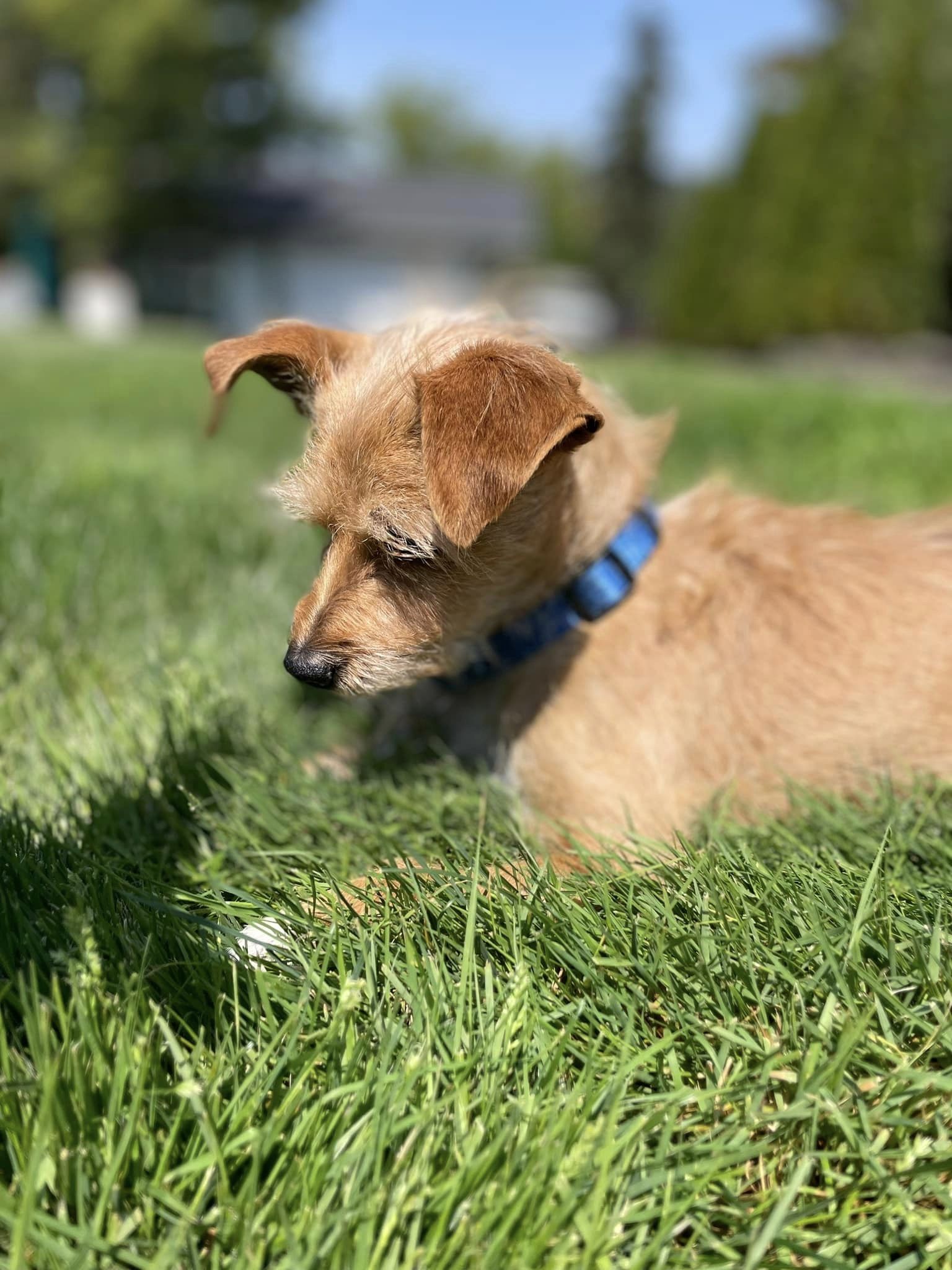 Enlarge Monty, a Adopted Wirehaired Terrier in Winchester, OR image 4/6