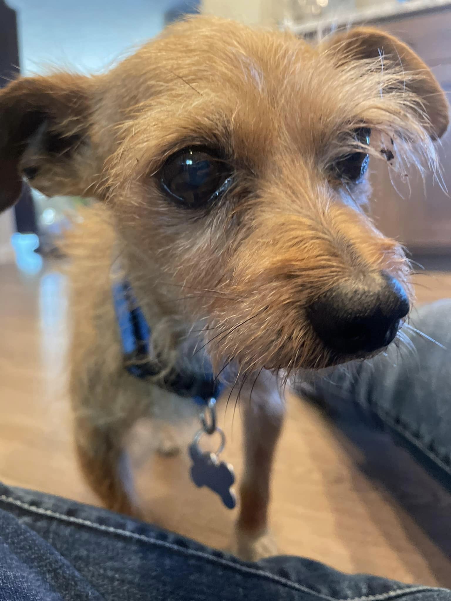 Enlarge Monty, a Adopted Wirehaired Terrier in Winchester, OR image 5/6