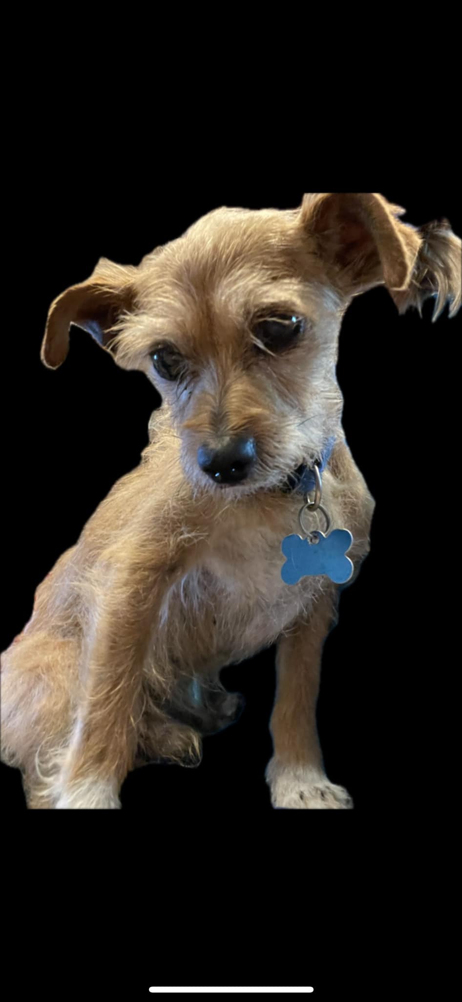 Enlarge Monty, a Adopted Wirehaired Terrier in Winchester, OR image 1/6
