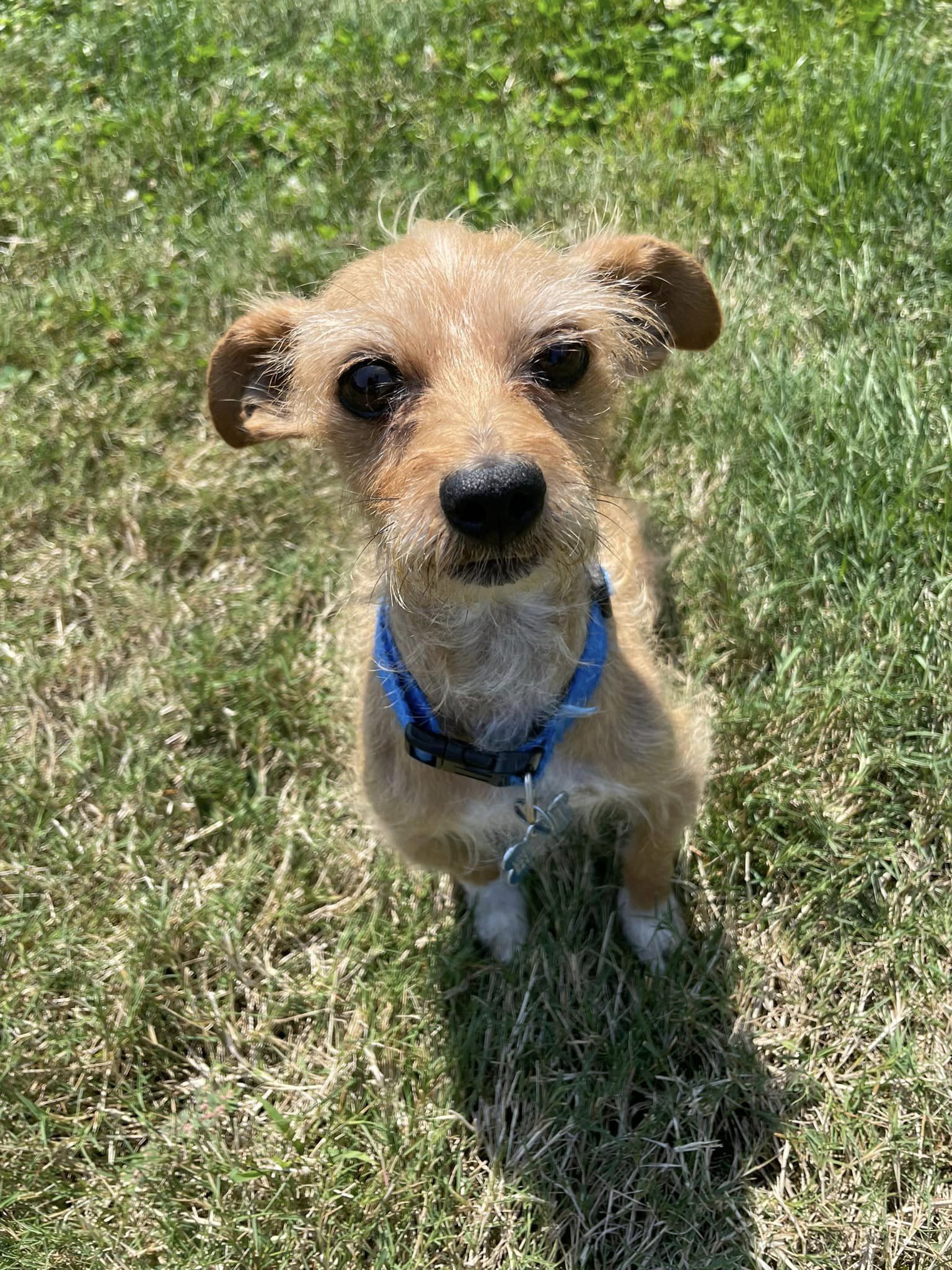 Enlarge Monty, a Adopted Wirehaired Terrier in Winchester, OR image 3/6