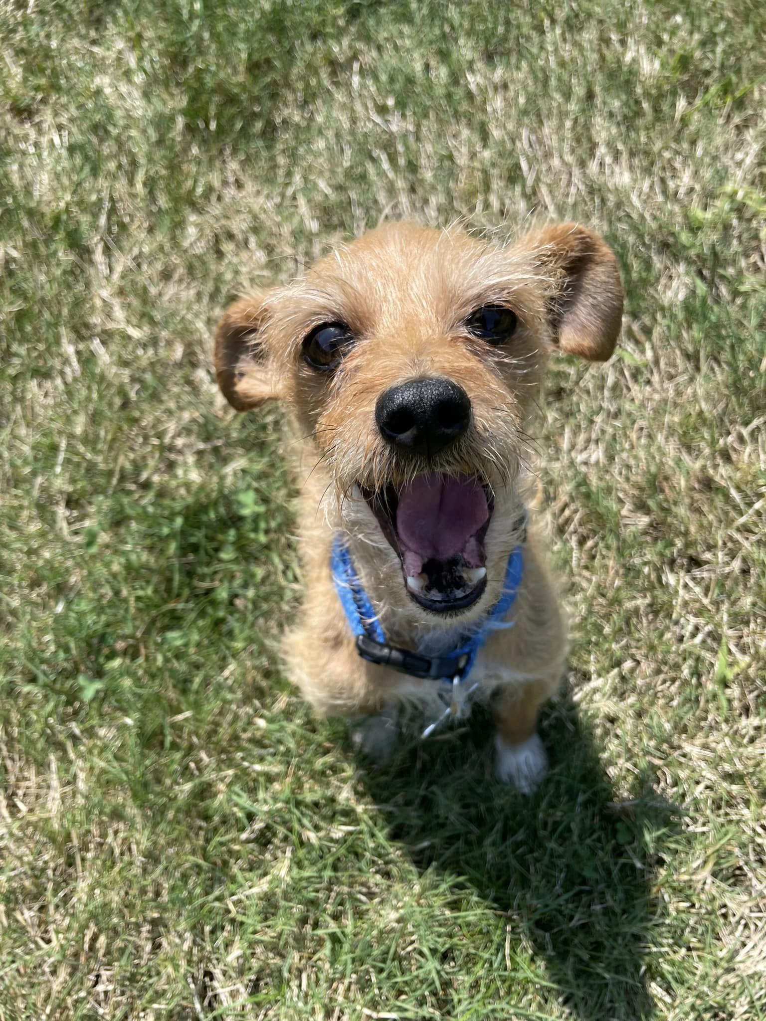 Enlarge Monty, a Adopted Wirehaired Terrier in Winchester, OR image 6/6