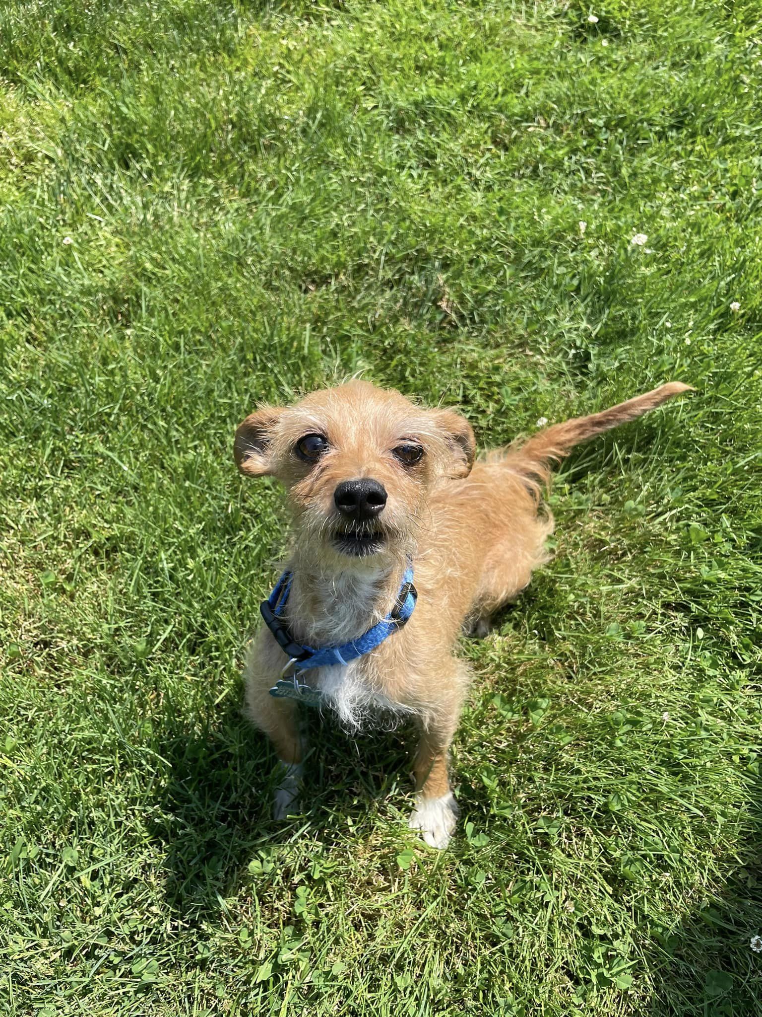 Enlarge Monty, a Adopted Wirehaired Terrier in Winchester, OR image 2/6
