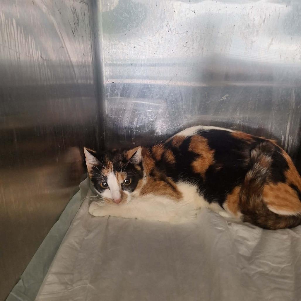 Enlarge Athena, a Adoptable Domestic Short Hair in Madill, OK image 1/1