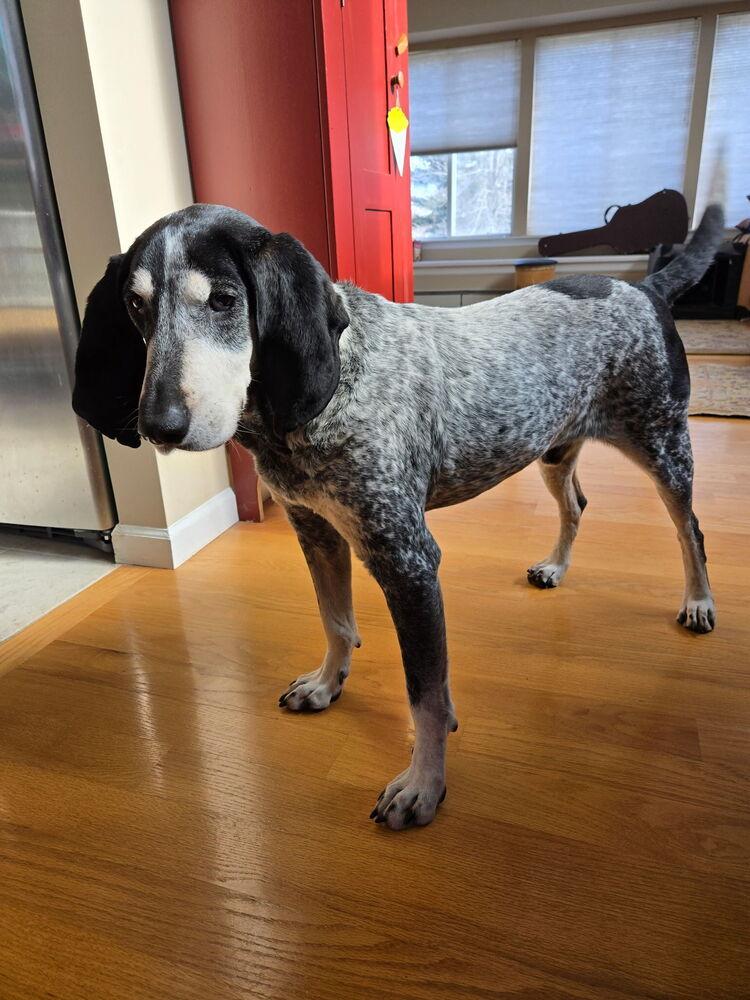 Gunner - 25002, Adoptable, Senior Male Coonhound.