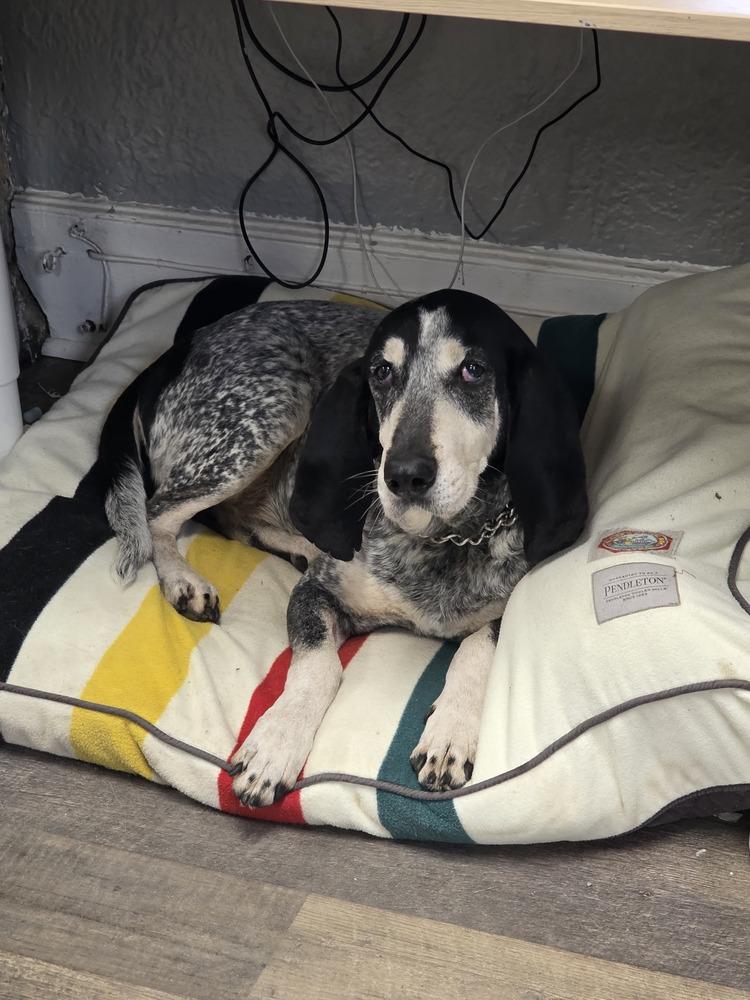 Enlarge Gunner - 25002, a Adoptable mixed breed in Armonk, NY image 2/6