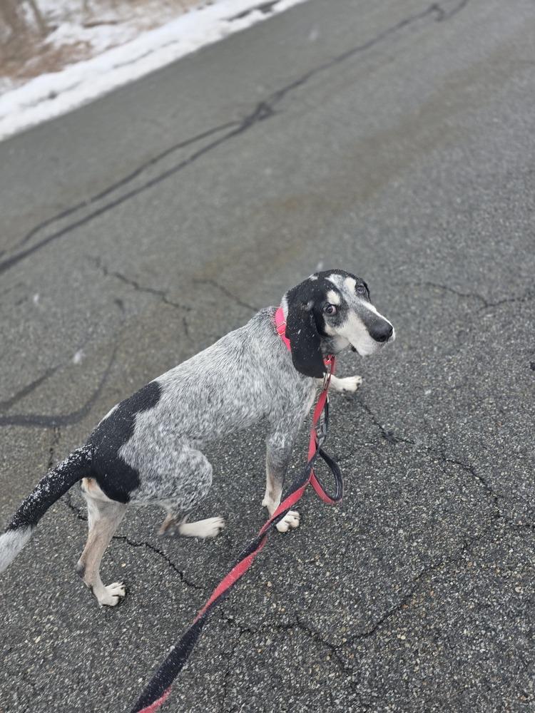 Enlarge Gunner - 25002, a Adoptable mixed breed in Armonk, NY image 4/6