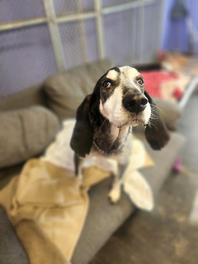 Enlarge Gunner - 25002, a Adoptable mixed breed in Armonk, NY image 2/6