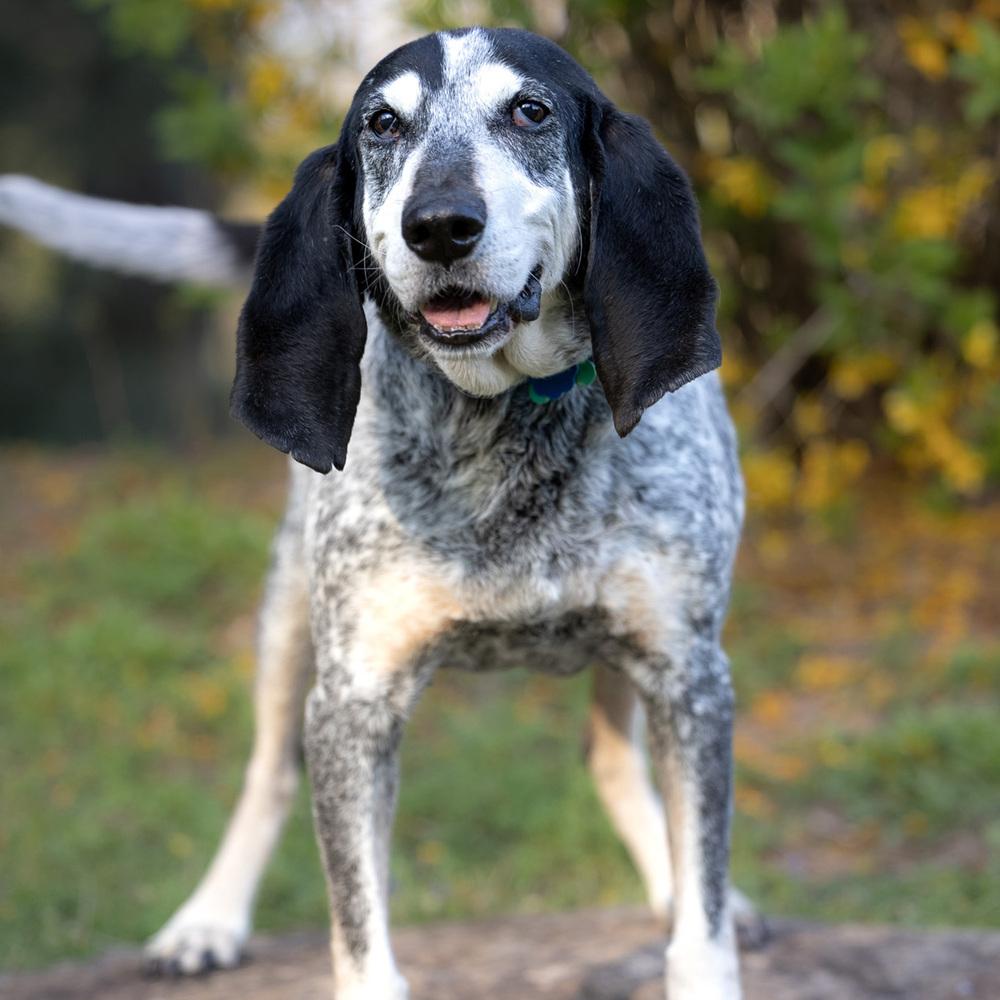 Gunner - 25002, Adoptable, Senior Male Coonhound.