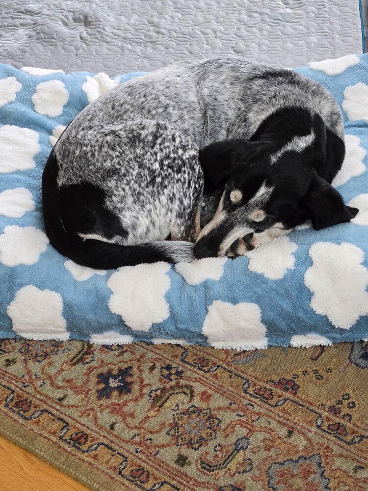 Enlarge Gunner - 25002, a Adoptable mixed breed in Armonk, NY image 4/6