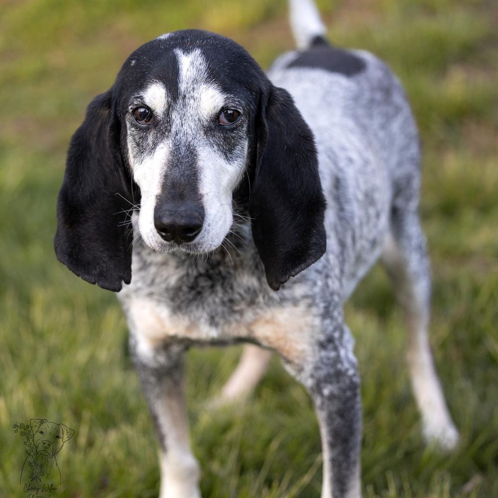 Enlarge Gunner - 25002, a Adoptable mixed breed in Armonk, NY image 3/6