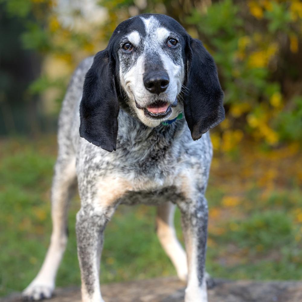 Enlarge Gunner - 25002, a Adoptable mixed breed in Armonk, NY image 4/6
