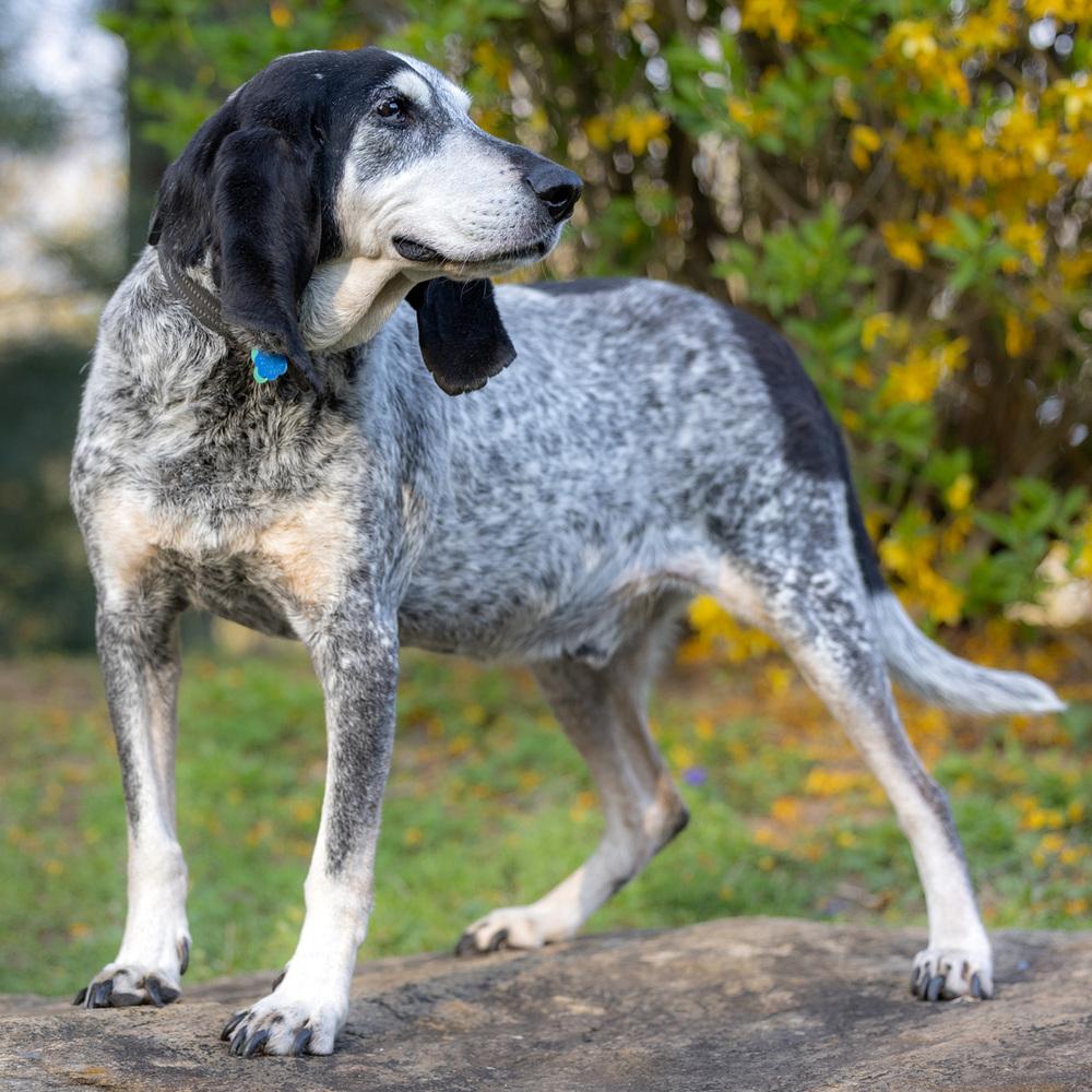 Enlarge Gunner - 25002, a Adoptable mixed breed in Armonk, NY image 5/6